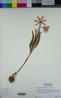 Fritillaria pluriflora image