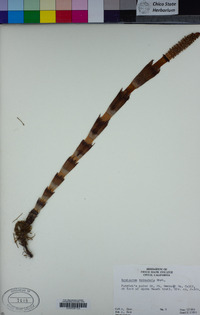 Equisetum telmateia image