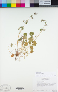 Geranium molle image