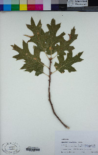 Quercus kelloggii image