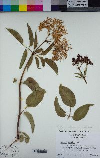 Sambucus nigra image