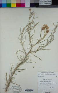 Senecio flaccidus image