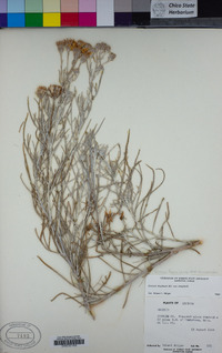 Senecio flaccidus var. monoensis image