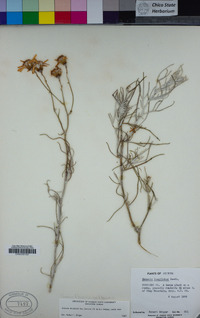 Senecio flaccidus image