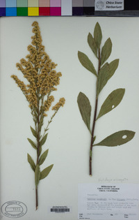 Solidago elongata image