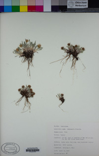 Antennaria dimorpha image