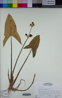 Sagittaria latifolia image