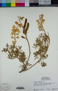 Lupinus arboreus image