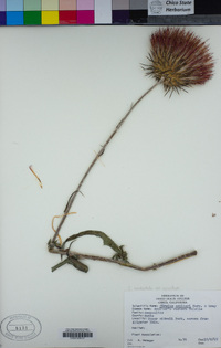 Cirsium occidentale var. venustum image