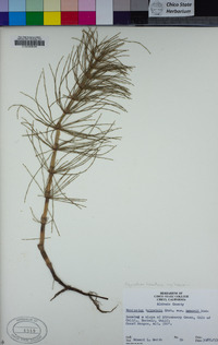 Equisetum telmateia subsp. braunii image