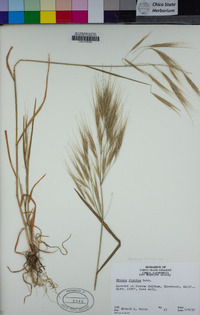 Bromus diandrus image