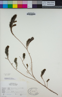 Image of Myriophyllum quitense