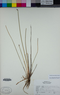 Eleocharis macrostachya image