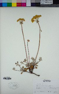 Eriogonum umbellatum image