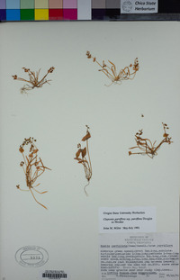 Claytonia parviflora image