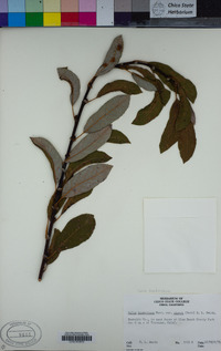 Salix hookeriana image