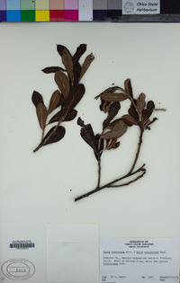 Salix hookeriana image