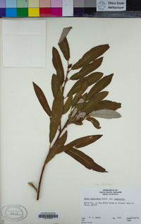 Salix lasiolepis image