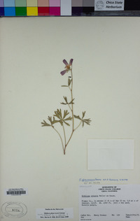 Sidalcea glaucescens image