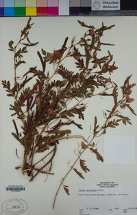 Chamaecrista fasciculata image