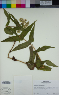 Eupatorium perfoliatum image