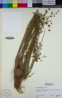 Juncus canadensis image