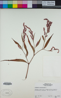 Persicaria pensylvanica image