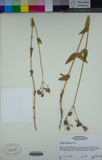 Silene vulgaris image