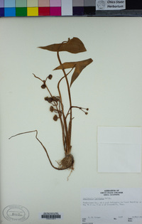 Sagittaria latifolia image