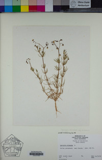 Spergula arvensis image