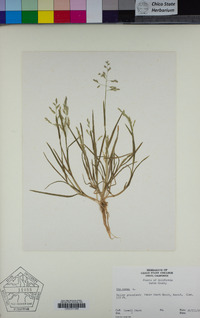 Poa annua image