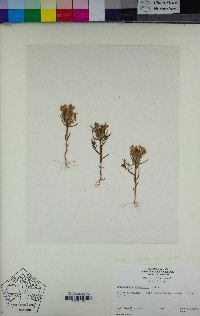 Castilleja campestris image