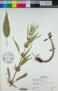 Urtica dioica image