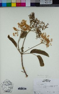 Sambucus nigra subsp. caerulea image