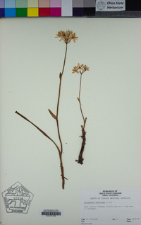 Image of Burchardia umbellata
