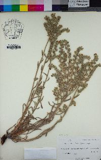 Image of Oreocarya palmeri