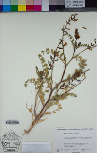 Astragalus preussii var. laxiflorus image