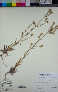 Cryptantha barbigera var. fergusoniae image