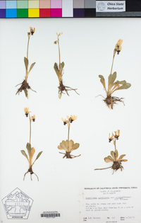 Primula clevelandii image