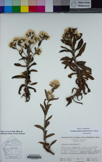 Pseudognaphalium californicum image