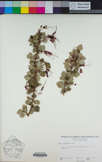 Ribes speciosum image