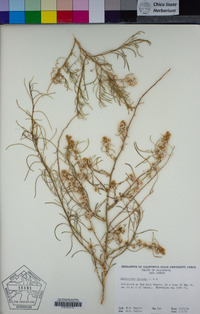 Ambrosia salsola image