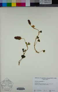 Trifolium incarnatum image