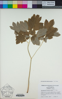 Caulophyllum thalictroides image