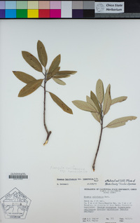 Frangula californica image