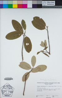 Frangula californica subsp. crassifolia image