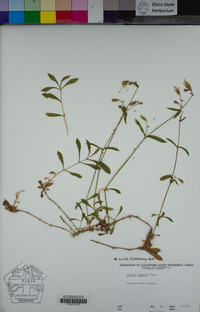 Silene lemmonii image