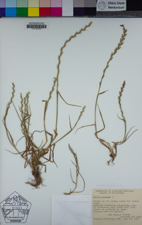 Festuca perennis image