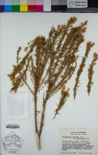 Ericameria palmeri var. pachylepis image