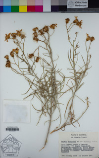 Senecio flaccidus var. douglasii image